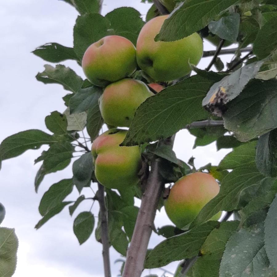 Sagardikoetxea II Διαμέρισμα Oskotz Εξωτερικό φωτογραφία