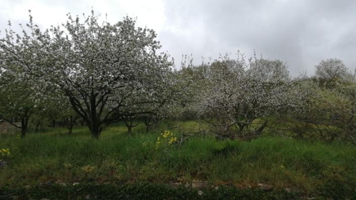 Sagardikoetxea II Διαμέρισμα Oskotz Εξωτερικό φωτογραφία